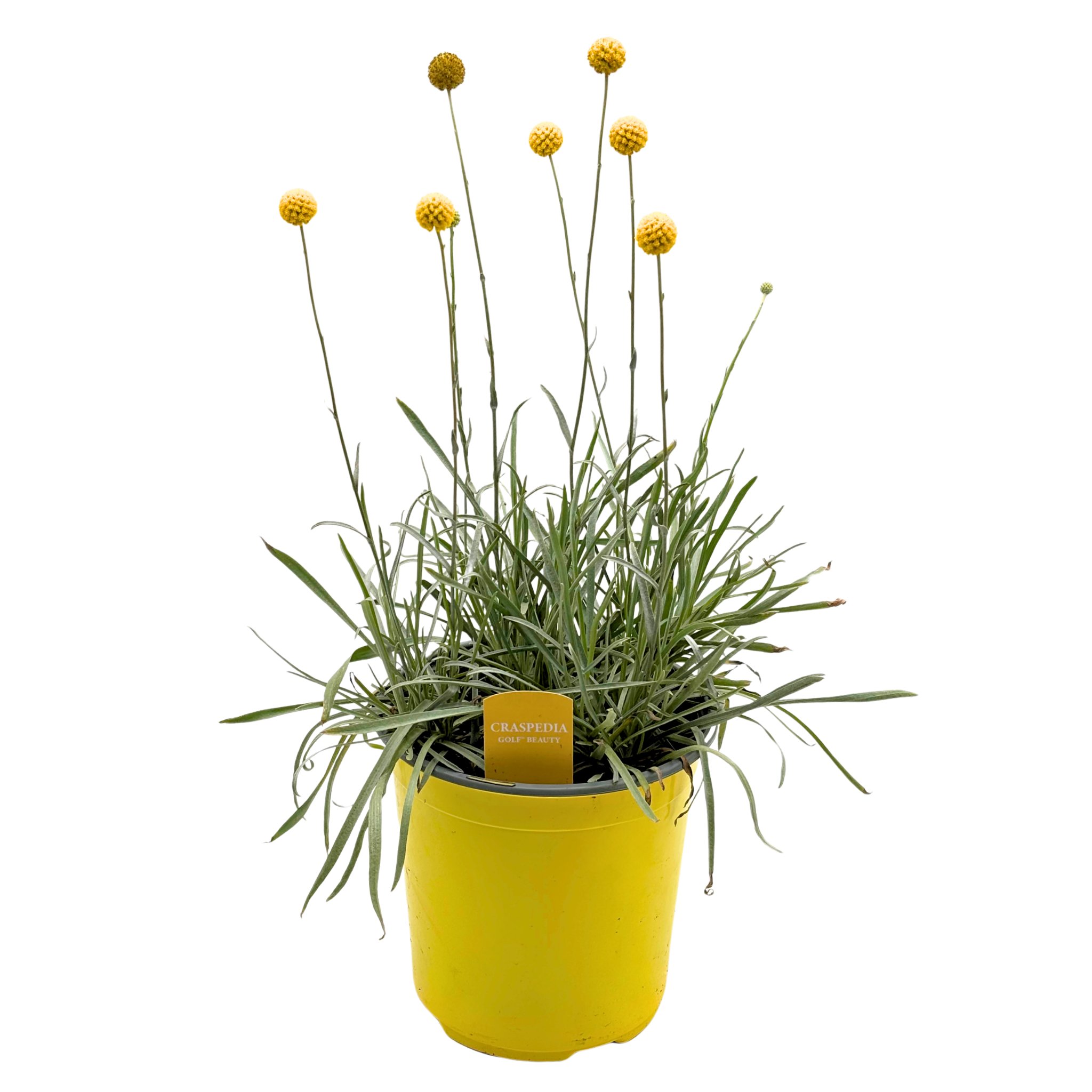 Spring Creek Growers Craspedia Golf Beauty