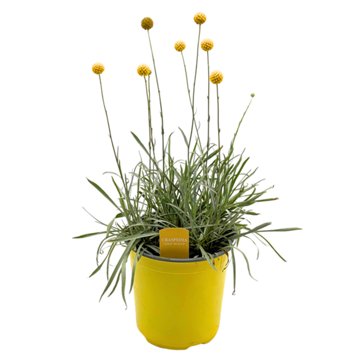 Spring Creek Growers Craspedia Golf Beauty, 8''