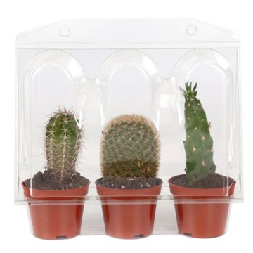 Max & Miles Mini Cactus Trio, 2.5''