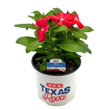 H-E-B Texas Roots Vinca Cora XDR Red Glow, 6''