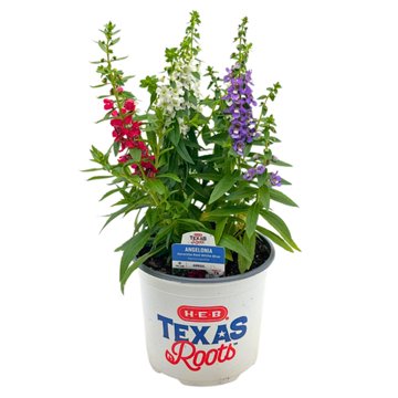 H-E-B Texas Roots Angelonia Serenita Red, White, & Blue, 6''