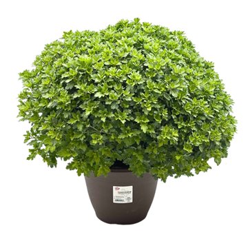 H-E-B Texas Roots Texanthemum Mum - White, 10"