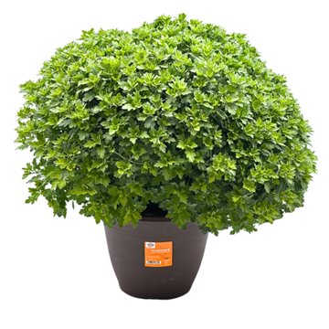 H-E-B Texas Roots Texanthemum Mum - Orange, 10"