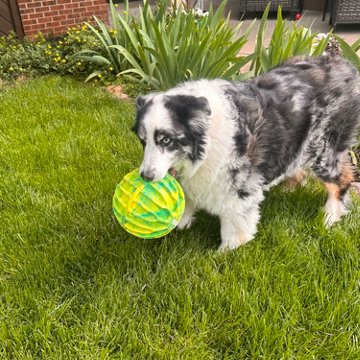 Kong Sport Flexball Ball Dog Toy - Extra Large