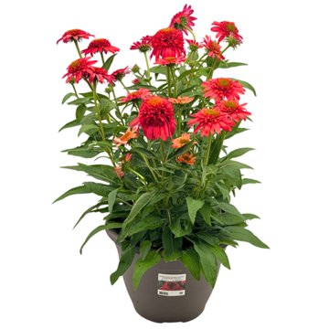 Spring Creek Growers Echinacea Double Scoop Strawberry Deluxe, 10''