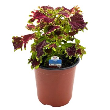 H-E-B Texas Roots Coleus Solar Flare Annual Plant, 8"