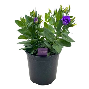 Spring Creek Growers Lisianthus Lovelee Purple, 8''