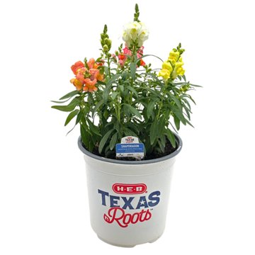H-E-B Texas Roots Snapdragon Sonnet Mix Annual Plant, 8"