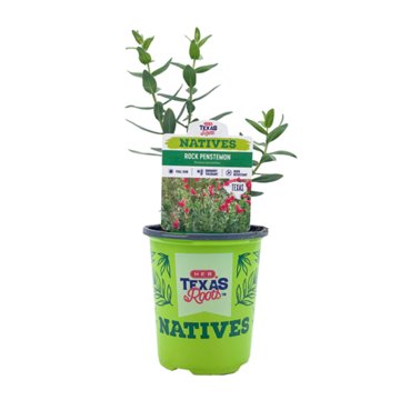 H-E-B Texas Roots Natives Rock Penstemon