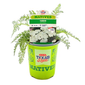 H-E-B Texas Roots Natives Yarrow, 1 qt