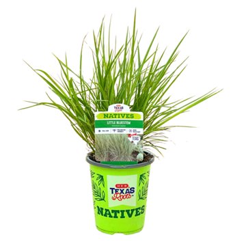 H-E-B Texas Roots Natives Little Bluestem, 1 qt