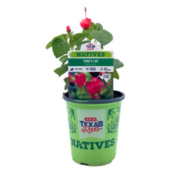 H-E-B Texas Roots Natives Turk's Cap