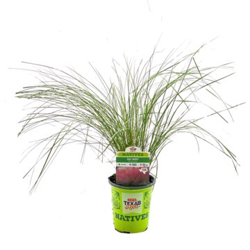 H-E-B Texas Roots Natives Gulf Muhly