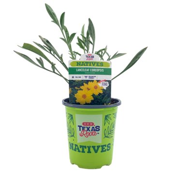 H-E-B Texas Roots Natives Lanceleaf Coreopsis