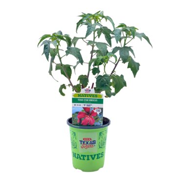 H-E-B Texas Roots Natives Texas Star Hibiscus