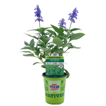 H-E-B Texas Roots Natives Mealy Blue Sage, 1 qt