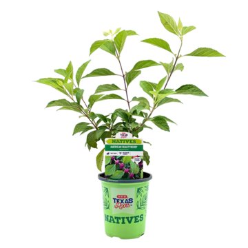 H-E-B Texas Roots Natives American Beautyberry