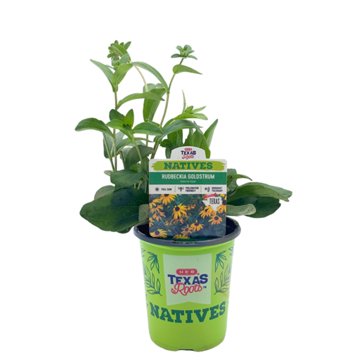 H-E-B Texas Roots Natives Rudbeckia Goldsturm, 1 qt