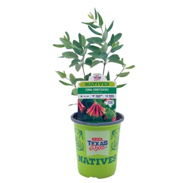 H-E-B Texas Roots Natives Coral Honeysuckle, 1 qt