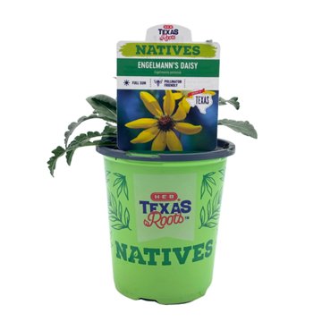 H-E-B Texas Roots Natives Englemann's Daisy