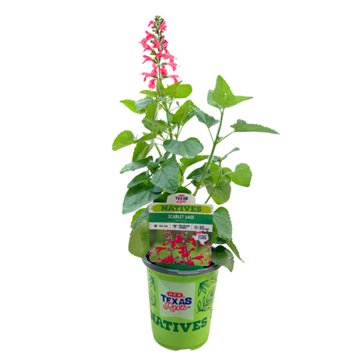 H-E-B Texas Roots Natives Scarlet Sage, 1 qt
