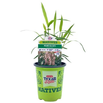 H-E-B Texas Roots Natives Inland Sea Oats