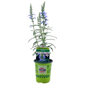H-E-B Texas Roots Natives Azure Sage, 1 qt