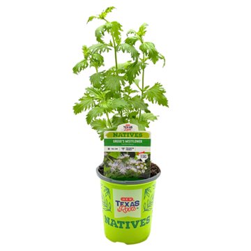 H-E-B Texas Roots Natives Gregg's Mistflower