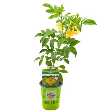 H-E-B Texas Roots Natives Esperanza, 1 qt