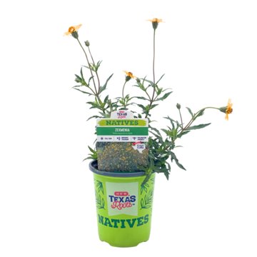 H-E-B Texas Roots Natives Zexmania, 1 qt