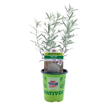 H-E-B Texas Roots Natives White Sage
