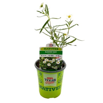 H-E-B Texas Roots Natives Blackfoot Daisy, 1 qt
