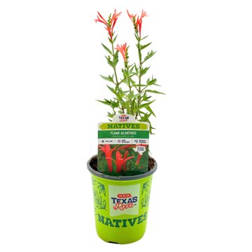 H-E-B Texas Roots Natives Flame Acanthus