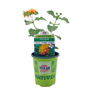 H-E-B Texas Roots Natives Texas Lantana, 1 qt