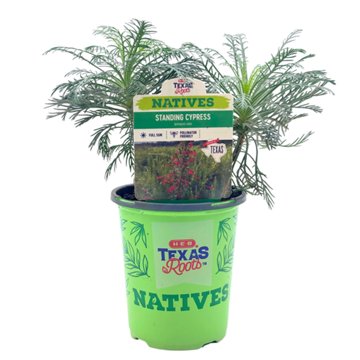 H-E-B Texas Roots Natives Standing Cypress