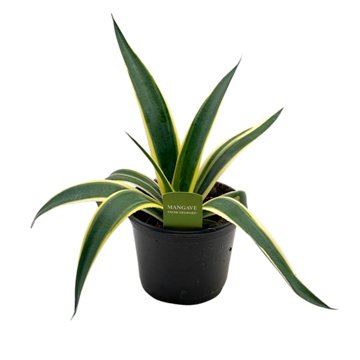 Spring Creek Growers Mangave Snow Leopard, 6''
