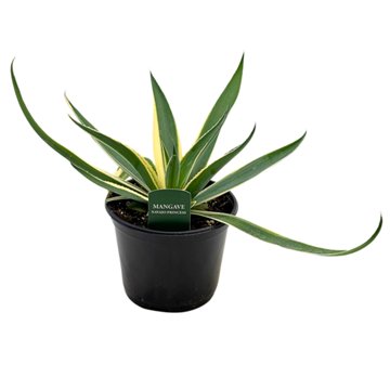 Spring Creek Growers Mangave Navajo Princess, 6''