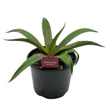Spring Creek Growers Mangave Red Wing, 6''