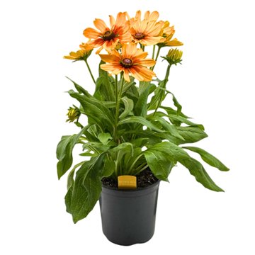 Spring Creek Growers Rudbeckia Sunbeckia Luna, 8"