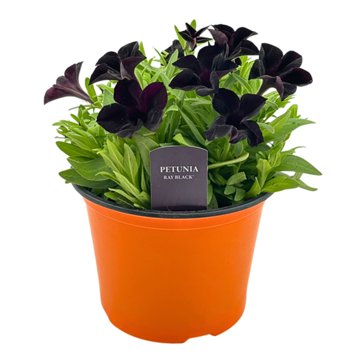 Spring Creek Growers Petunia Ray Black Plant, 8"