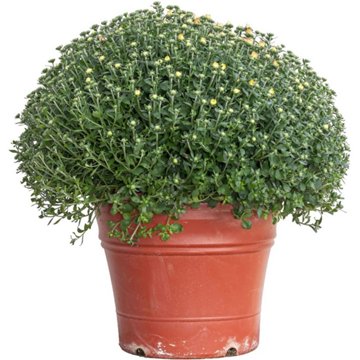 Certified Roses Terracotta Mums, 10"