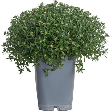 Certified Roses Garden Mums, 2 qt