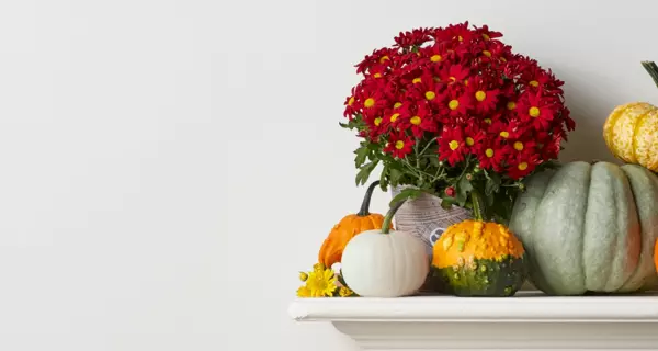 Pumpkins placed besides each other with a mum above them all