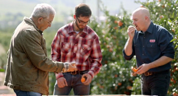 Growers inspecting freshly picked mandarins