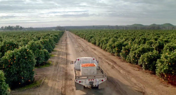 Truck loaded with mandarins driving through Tivy Valley Ranch