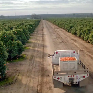 H-E-B Bella Mandarins