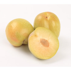 Harvest Gold Plumcot