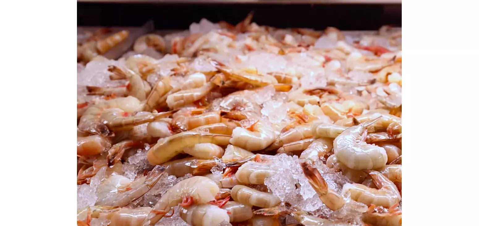 Shrimp