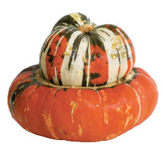 Turban Squash