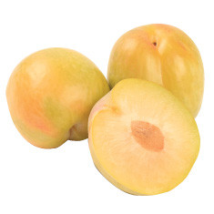 Gold Treat Plumcot